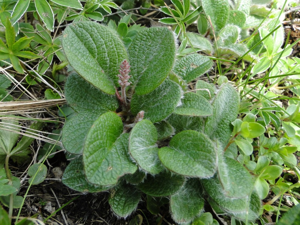 Villosa, irsuta, lanuginosa....: Salix reticulata L.